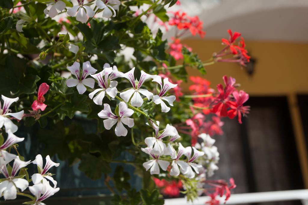 Apartments Paradis Rovinj Zewnętrze zdjęcie